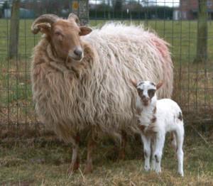 Drents heideschaap met haar lam